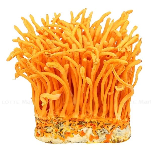 Nước đông trùng hạ thảo Zii Cordy 320ml 2