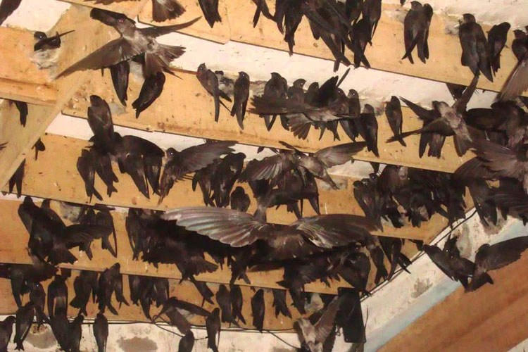 Hình ảnh nhà yến